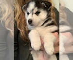 Small Photo #5 Siberian Husky Puppy For Sale in PROVIDENCE FORGE, VA, USA