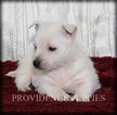 Small #14 West Highland White Terrier