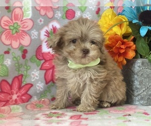 Schnoodle (Miniature) Puppy for sale in LANCASTER, PA, USA