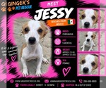 Jessy From Mexico - Female Chihuahua Dog for Adoption - Small photo