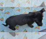Small #3 Mutt