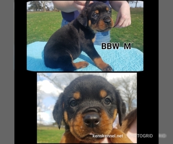 Medium Photo #7 Rottweiler Puppy For Sale in COLUMBIA, MO, USA