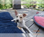 Small #2 Basenji Mix