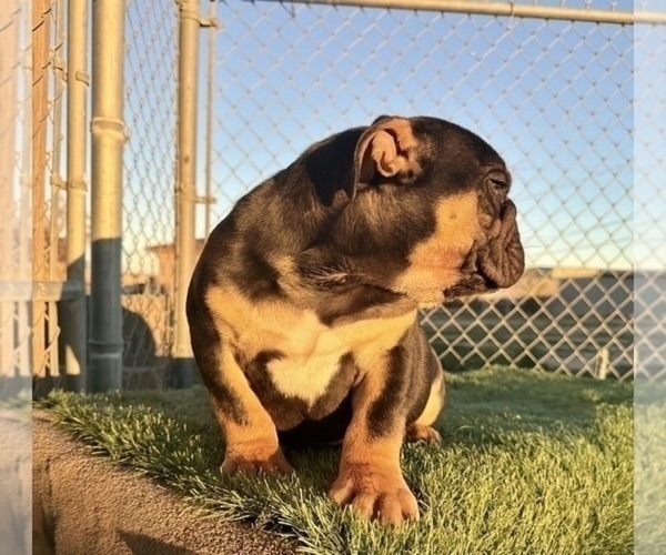 Medium Photo #36 English Bulldog Puppy For Sale in ATLANTA, GA, USA