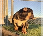 Small #35 English Bulldog