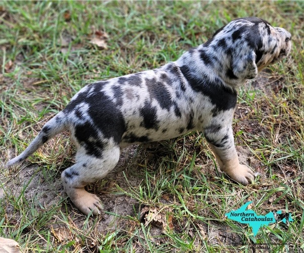 Medium Photo #2 Catahoula Leopard Dog Puppy For Sale in MORAN, MI, USA