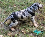 Small #1 Catahoula Leopard Dog