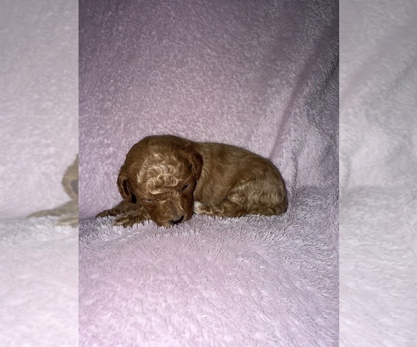 Medium Photo #3 Cavapoo (Miniature) Puppy For Sale in MUNFORDVILLE, KY, USA