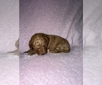 Small #2 Cavapoo (Miniature)