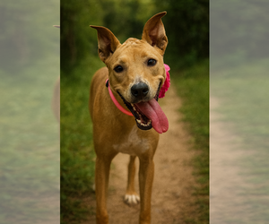 Hather - Female Labrador Retriever-Unknown Mix Dog for Adoption - Photo #2
