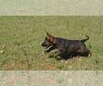 Small #2 German Shepherd Dog