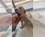 Small #4 Aussiedoodle-Goldendoodle Mix