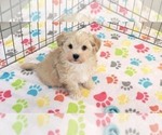 Small #3 Havanese