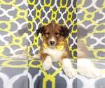 Small Photo #6 Shetland Sheepdog Puppy For Sale in LANCASTER, PA, USA