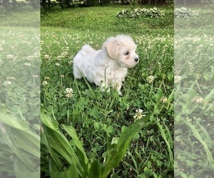 Maltipoo Puppy for sale in CLEVELAND, TN, USA