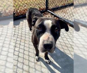 Mutt Dogs for adoption in Tulsa, OK, USA