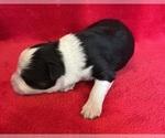Small #3 Miniature Australian Shepherd