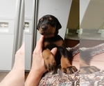 Small Photo #1 Doberman Pinscher Puppy For Sale in SAGINAW, MI, USA