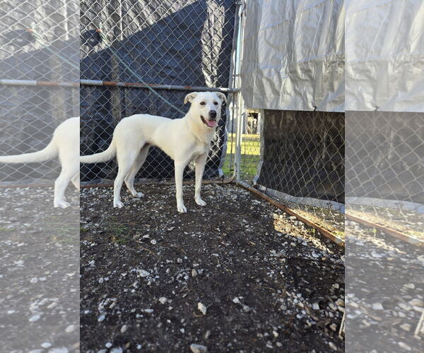 Medium Photo #4 Mutt Puppy For Sale in Crandall, GA, USA
