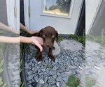 Small Photo #12 Labrador Retriever Puppy For Sale in DAVENPORT, FL, USA