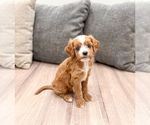 Small #3 Cavapoo (Miniature)