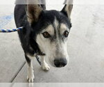 Small Siberian Husky