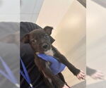 Small Labrador Retriever Mix