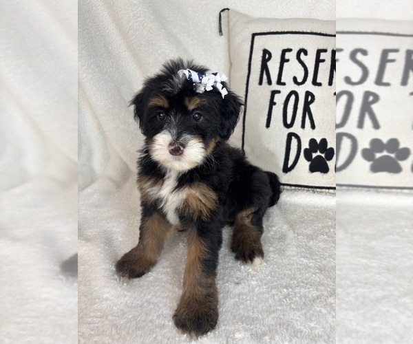 Medium Photo #4 Bernedoodle Puppy For Sale in GREENFIELD, IN, USA