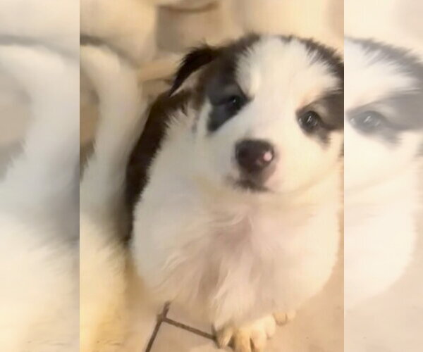 Medium Photo #3 Siberian Husky-Unknown Mix Puppy For Sale in Mesa, AZ, USA