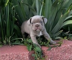 Small Photo #5 French Bulldog Puppy For Sale in COLORADO SPRINGS, CO, USA