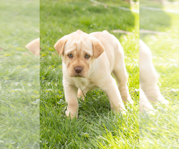 Medium Photo #1 Cocker-Pei Puppy For Sale in MILLERSBURG, IN, USA