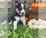 Small Photo #6 Siberian Husky Puppy For Sale in EAST HERKIMER, NY, USA