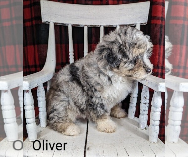 Medium Photo #7 Bernedoodle (Miniature) Puppy For Sale in CANON CITY, CO, USA