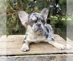 Small #1 French Bulldog