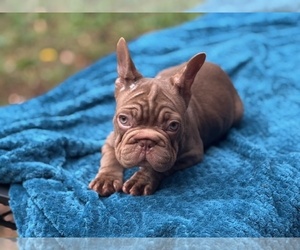 French Bulldog Puppy for sale in POWHATAN, VA, USA