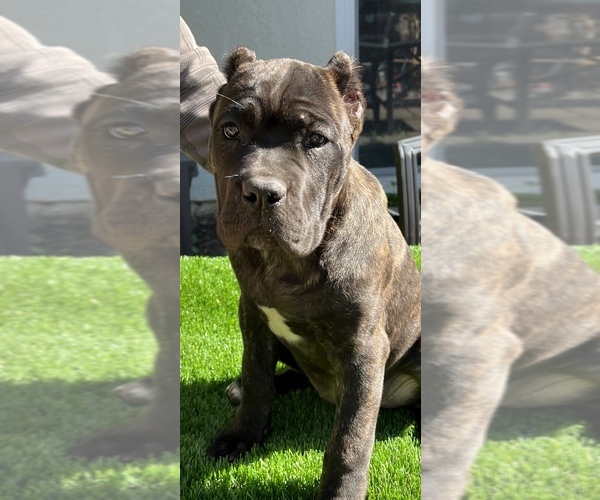 Medium Photo #4 Cane Corso Puppy For Sale in CORONA, CA, USA