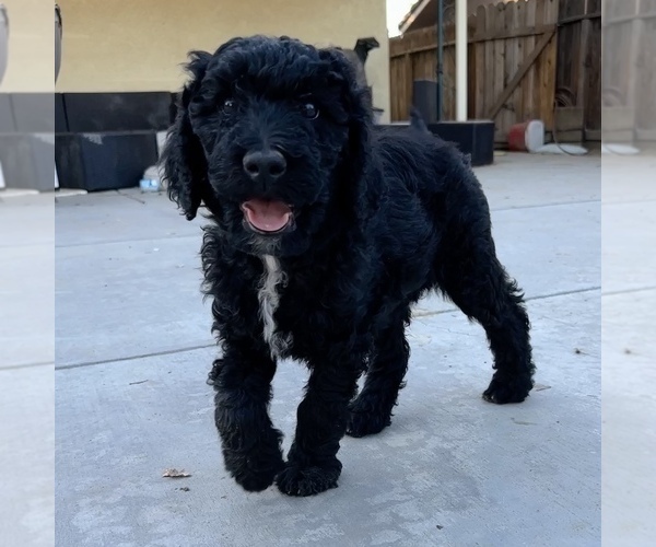 Medium Photo #5 F2 Aussiedoodle Puppy For Sale in FRESNO, CA, USA