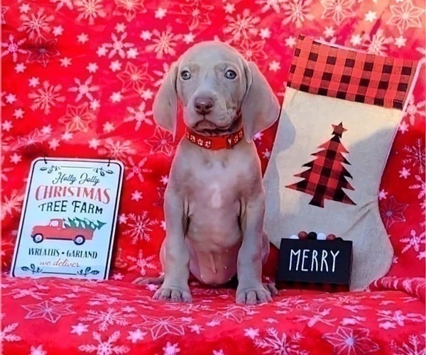 Medium Photo #26 Weimaraner Puppy For Sale in NEWCASTLE, OK, USA