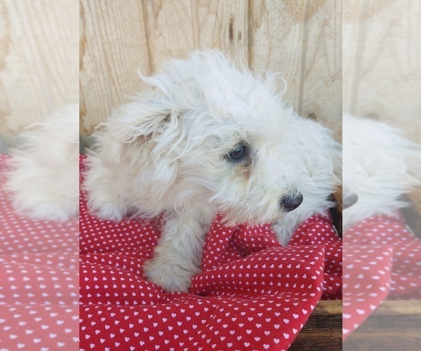 Medium Photo #1 Bichon Frise Puppy For Sale in CANON CITY, CO, USA