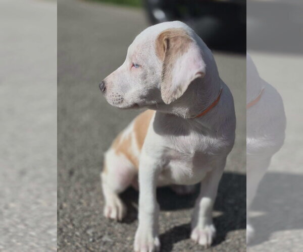 Medium Photo #2 Catahoula Leopard Dog-Unknown Mix Puppy For Sale in New London, WI, USA