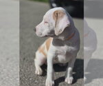 Small #1 Catahoula Leopard Dog Mix