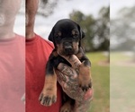 Small Photo #9 Doberman Pinscher Puppy For Sale in NEWTON, NC, USA