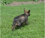 Small Photo #10 German Shepherd Dog Puppy For Sale in POWDER SPRINGS, GA, USA