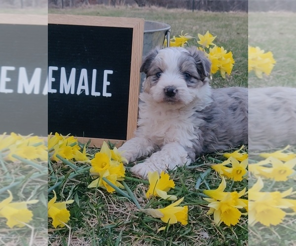 Medium Photo #1 Aussiedoodle Miniature  Puppy For Sale in COUCH, MO, USA