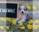 Small Photo #1 Aussiedoodle Miniature  Puppy For Sale in COUCH, MO, USA