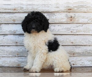 Poodle (Standard) Puppy for sale in FREDERICKSBURG, OH, USA