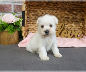 Schnauzer (Miniature) Puppy for sale in SYRACUSE, IN, USA