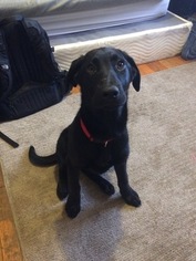 Labrador Retriever-Unknown Mix Puppy for sale in OXFORD, OH, USA