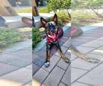 Small #2 German Shepherd Dog Mix