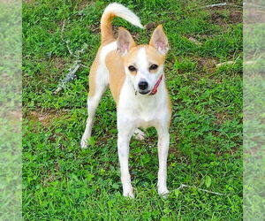 Rat Terrier Dogs for adoption in Atlanta, GA, USA